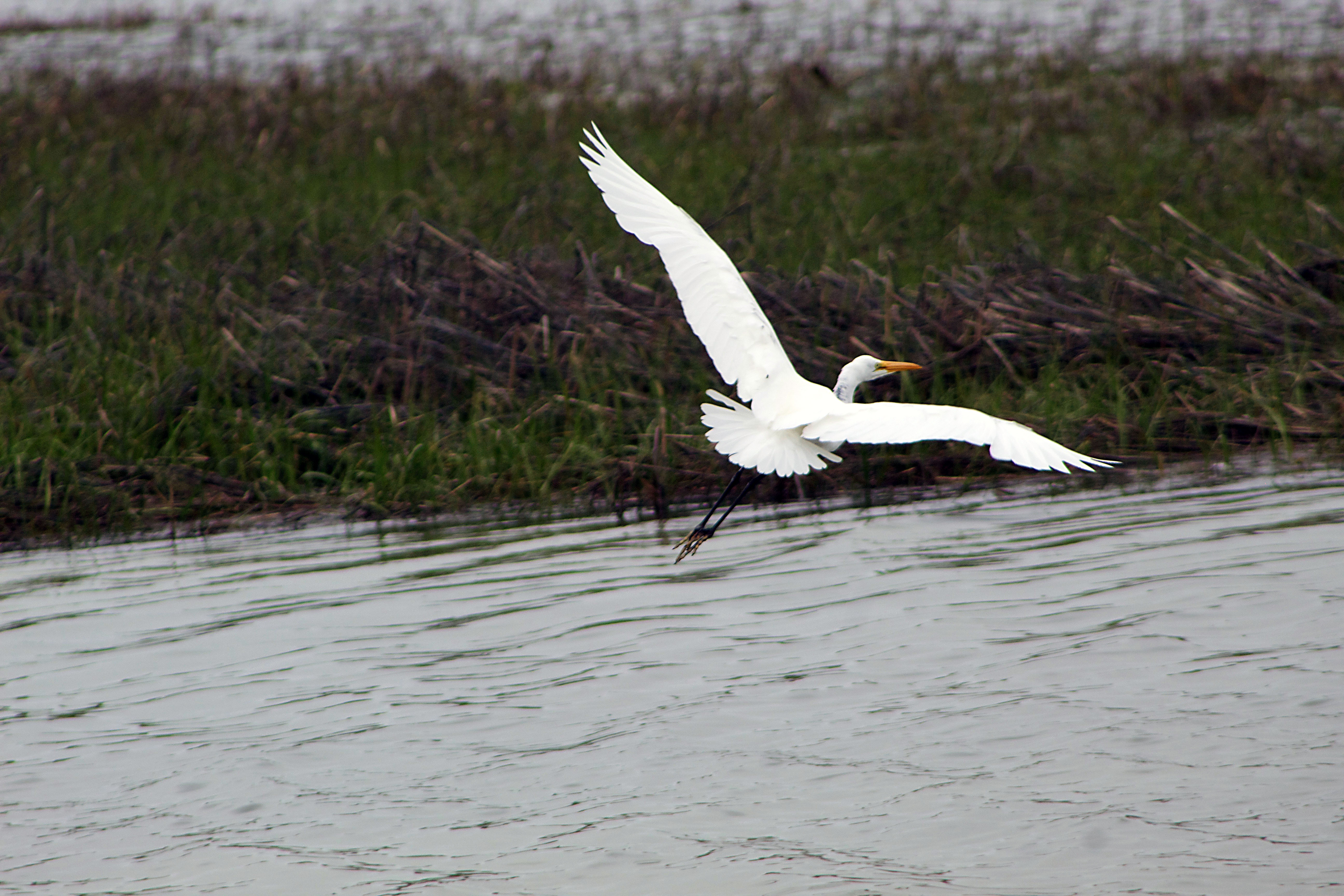 _White heron flight profile weeds background