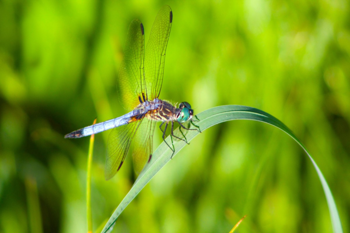 All About Dragonflies — Nature Photography