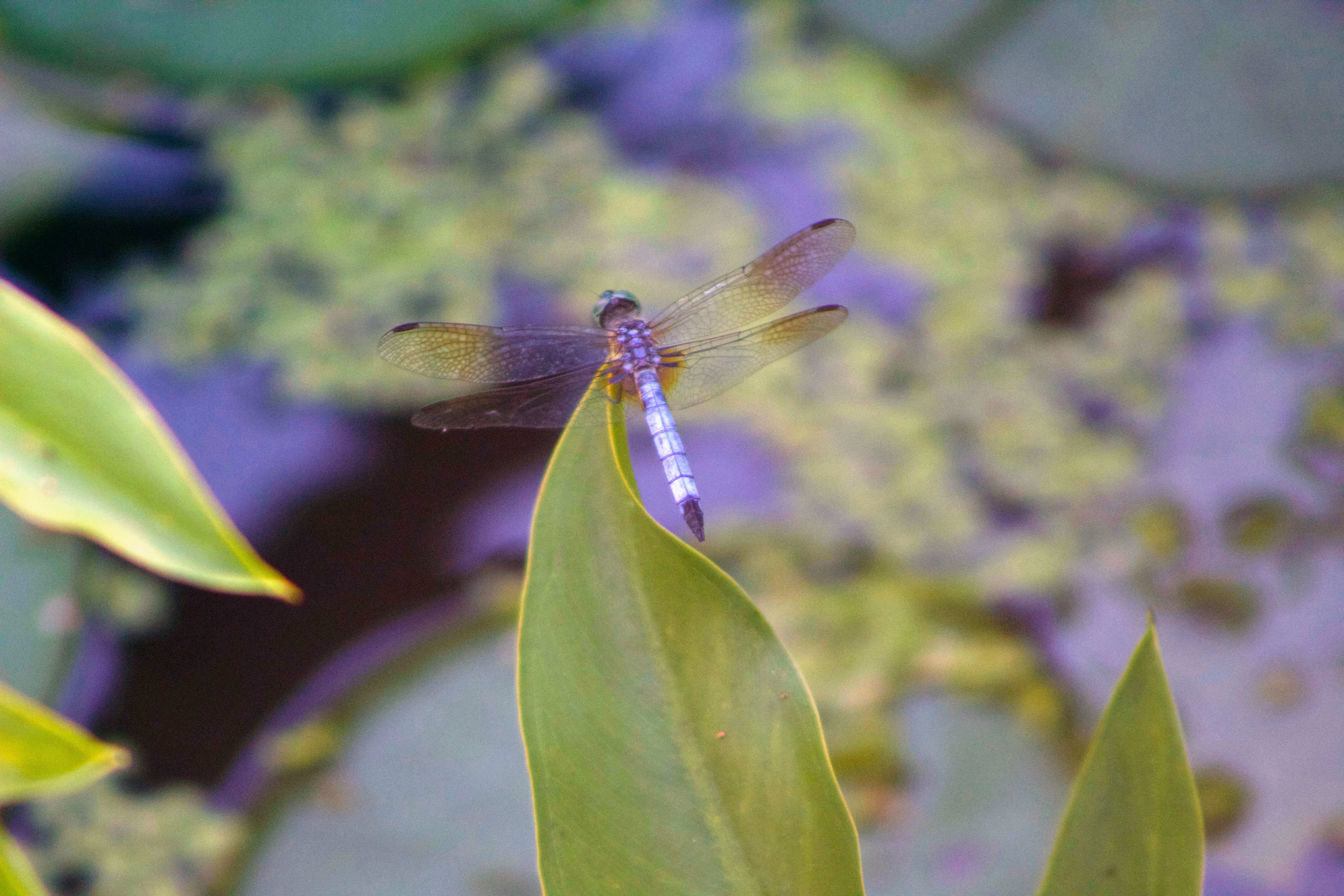 _dragonfly tip green leaf2